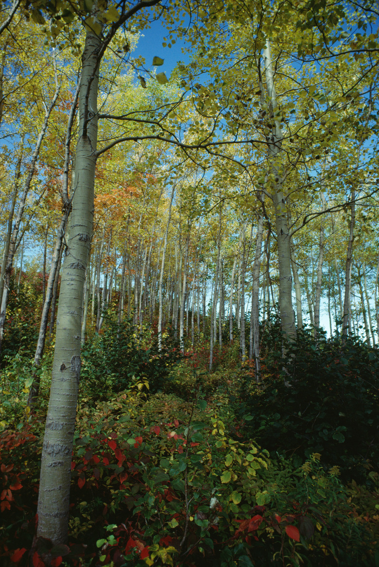 Aspen or birch trees in Quebec, Canada