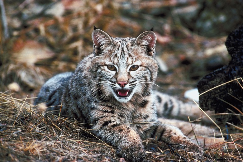 Bobcat lying down