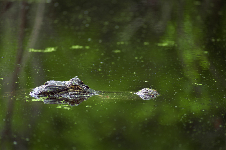 Alligator in water