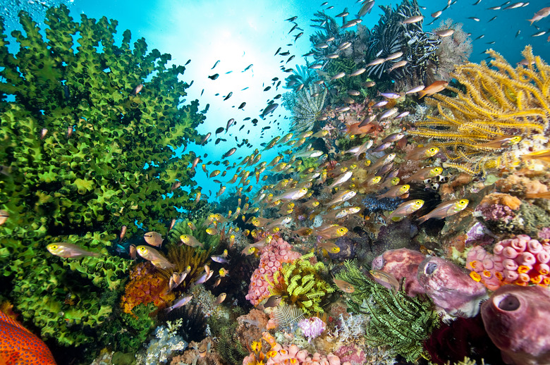 The Undersea World of Komodo.