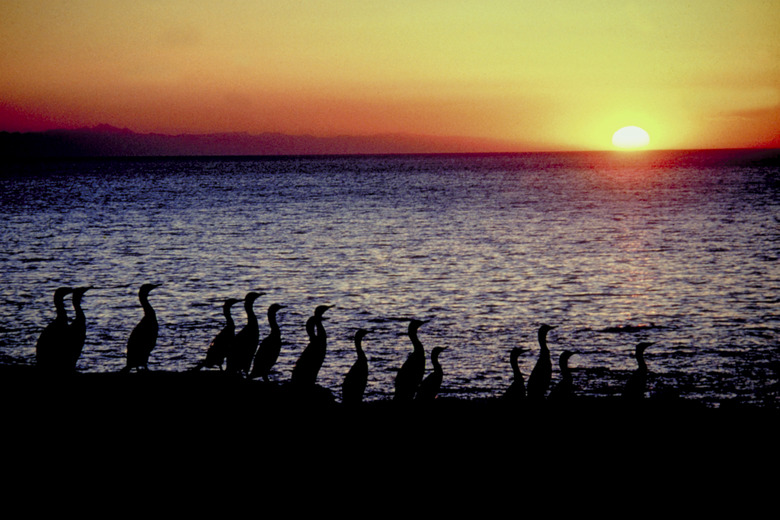 Silhouette of birds on coast