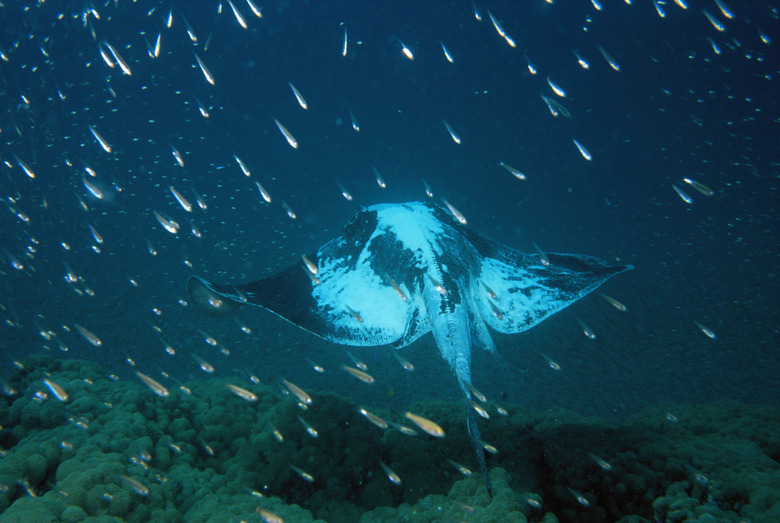 Stingray, underwater view