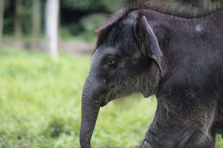 Asian elephant (Elphas maximus), Malaysia, (Close-up)