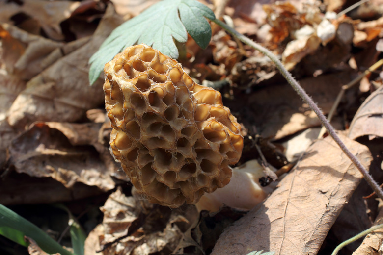 Growing morel