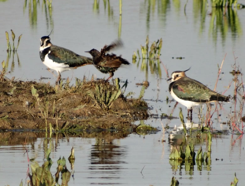 Close-up side view of two Lapwings, plus a Starling with flapping wings standing beween them