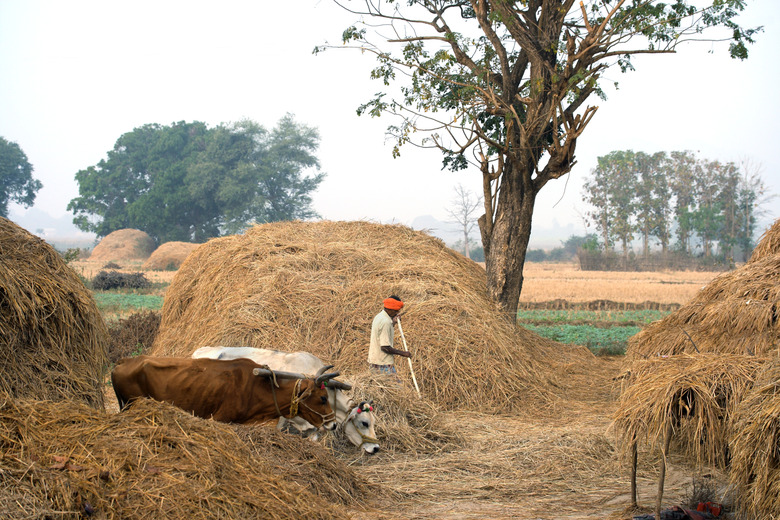 Harvesting with the help of cattle