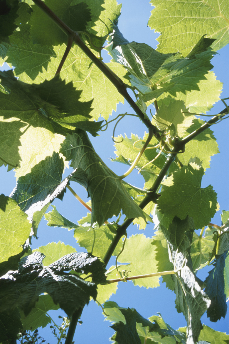 Backlit grape leaves on vine