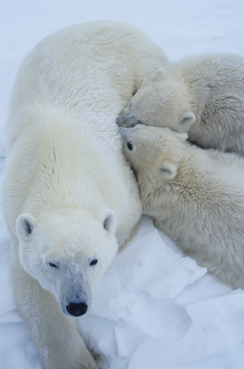 Polar bear (Ursus maritimus) mother with cubs, close-up, Canada