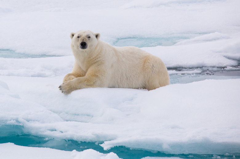 polar bear svalbard