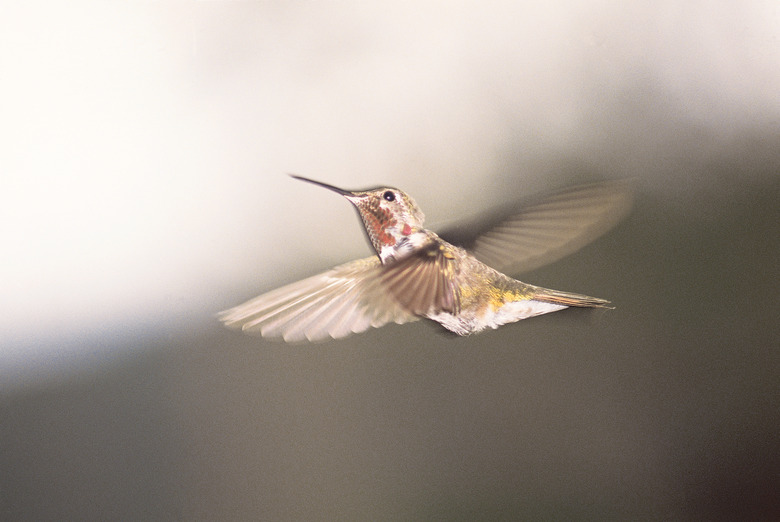 Hummingbird flying