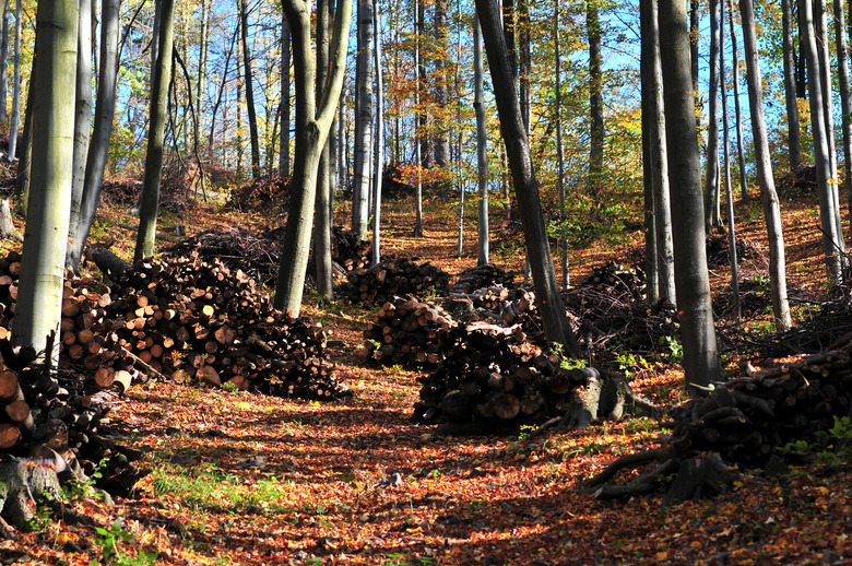 Wood piled up the autumn forest waiting for transport.