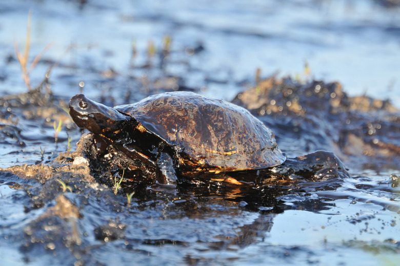 Close-up of turtle covered with petroleum