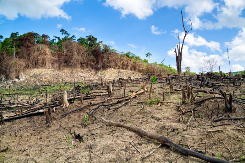 Deforestation in the Philippines