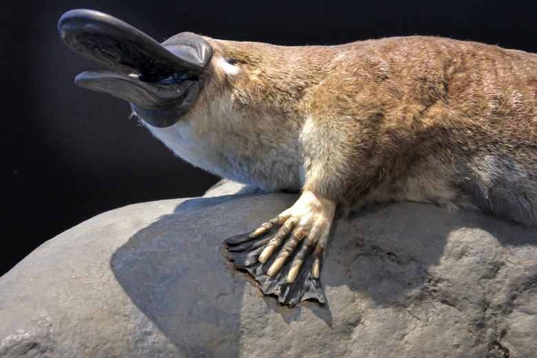 Duck-Billed Platypus Animal Sitting  on a Rock