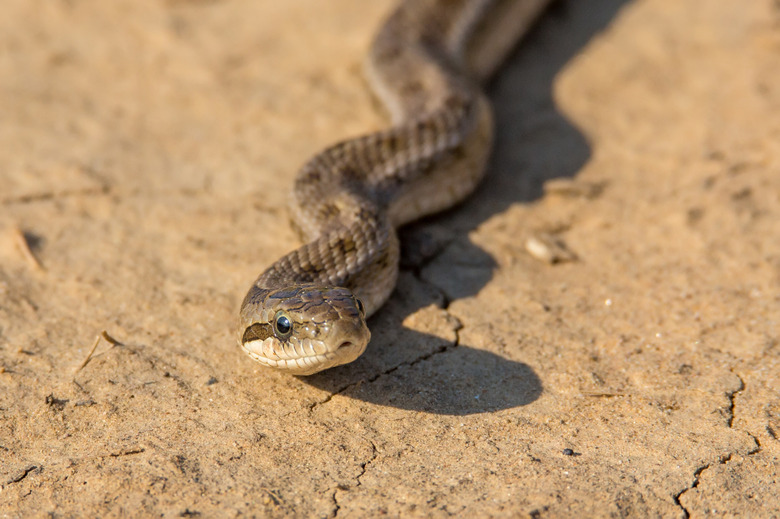 Steppe ratsnake on road