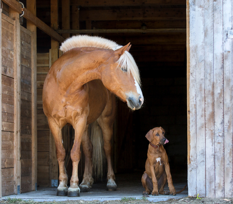 Horse with a rhodesian ridgeback puppy isolated on black background.