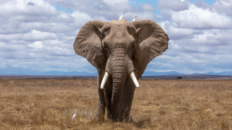 elephant in the wilderness of Africa