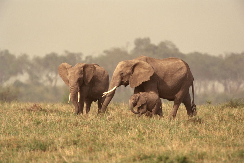 Elephants