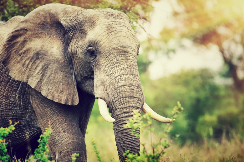 Wild elephant portrait