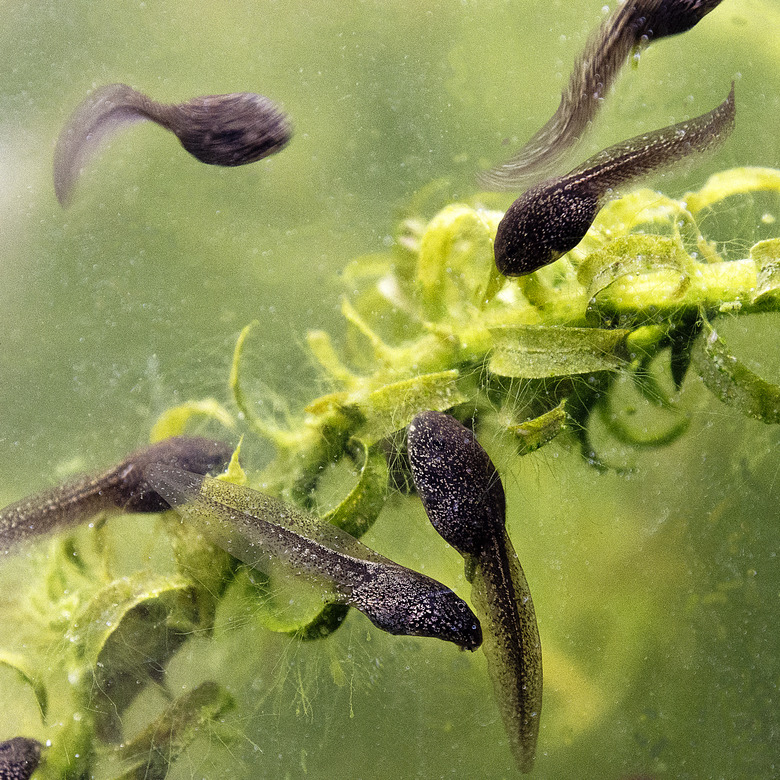 Tadpoles