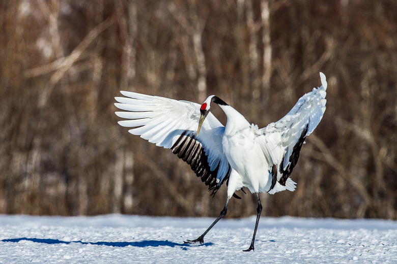 Japanese crane squared his wings.