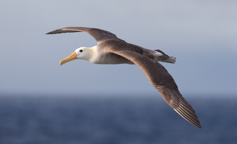 Waved albatross