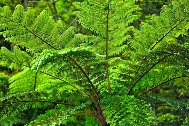 Subtropical Forest in Okinawa