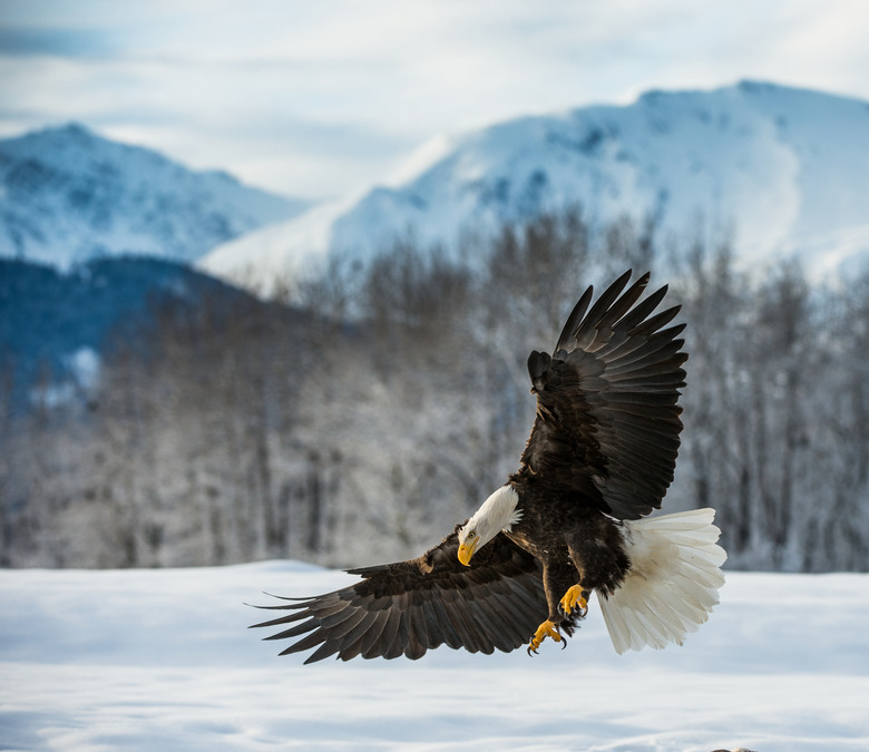 Bald Eagle landing on snow