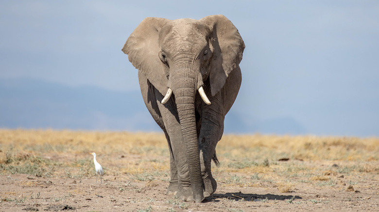 African black elephants in the wilderness of Africa