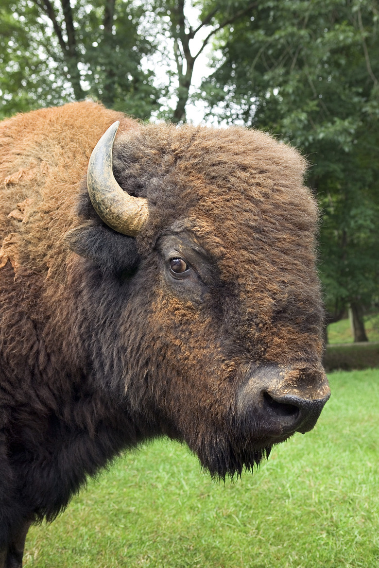 Bison