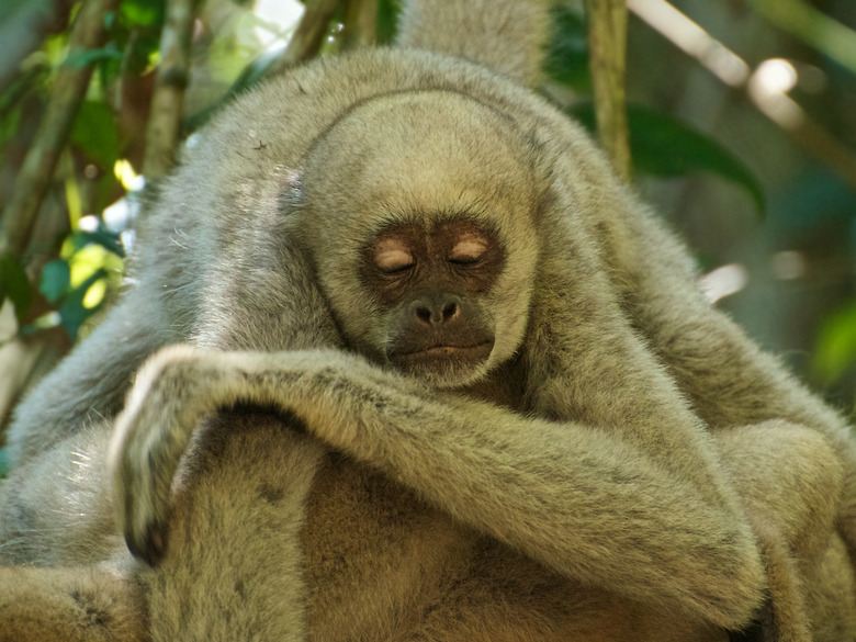 Northern Muriqui (Brachyteles hypoxanthus) taking