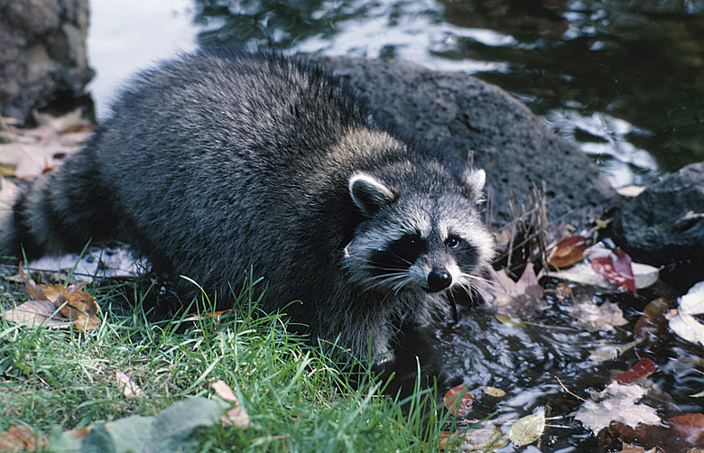 Raccoon by riverbank