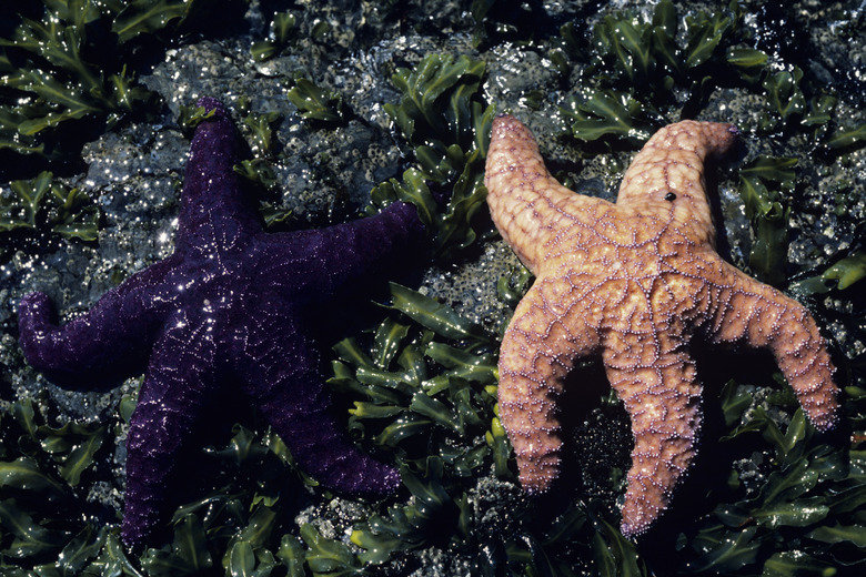 2 Starfish, Orcas Island, Washington, USA, close-up,