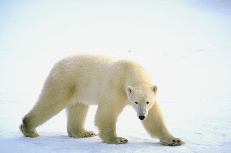 Polar bear on ice