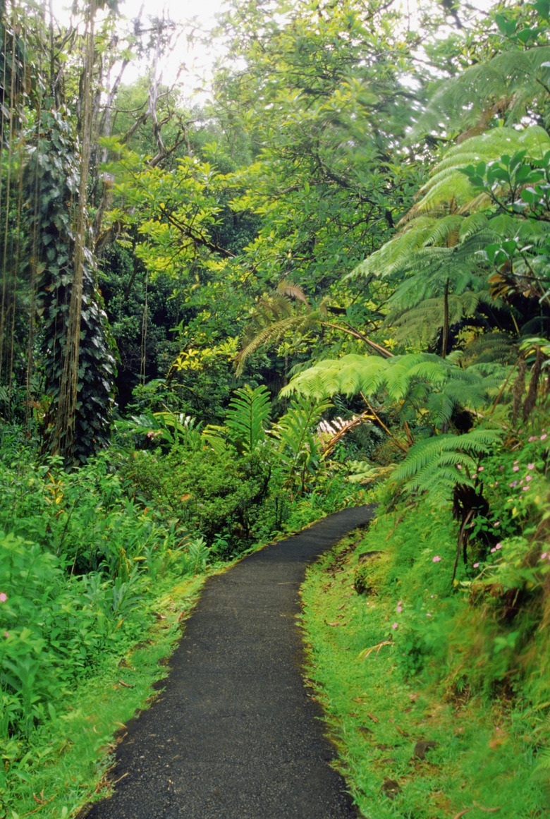 Path running through the forest, Akaka Falls State Park, Hawaii, Hawaiian Islands, USA