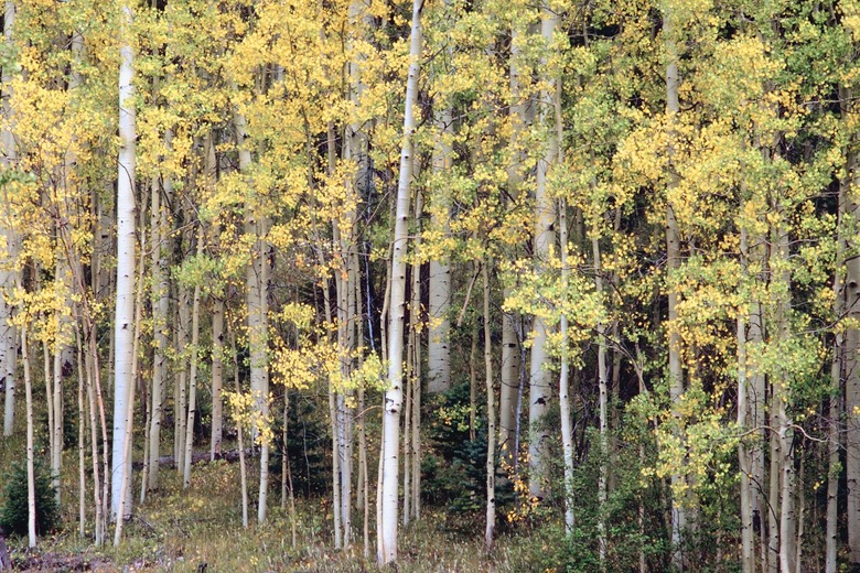 Aspen forest in autumn