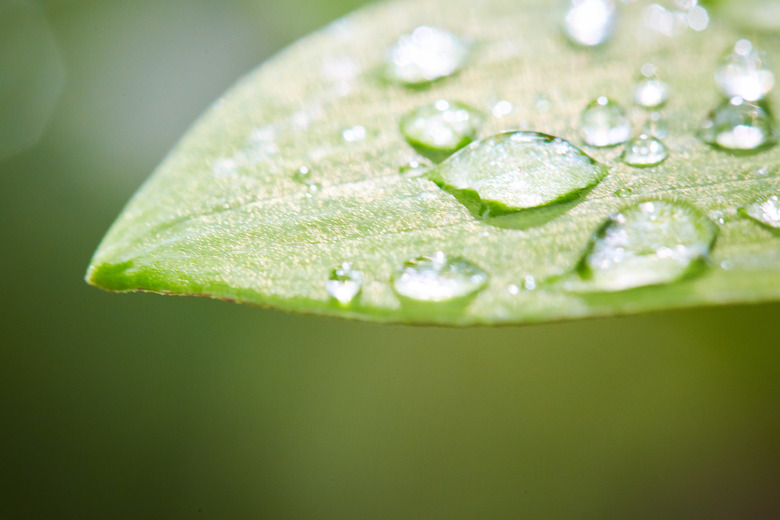 Drops of rain or dew gleam on a green leaf