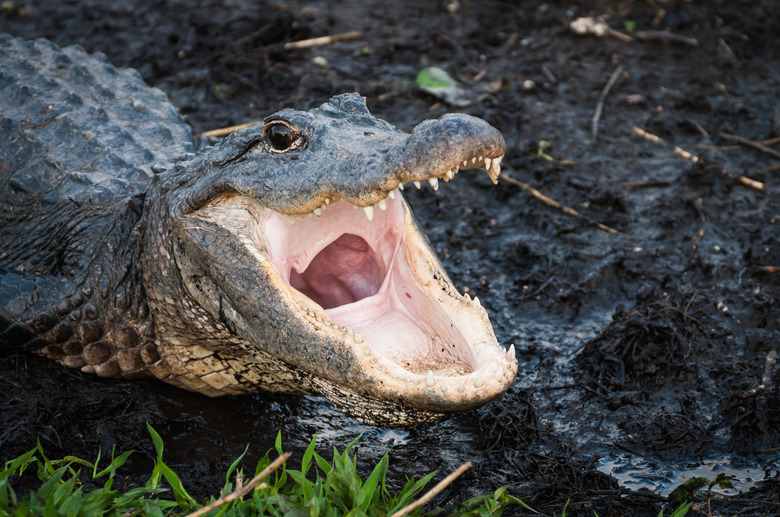 Alligator with jaws wide open