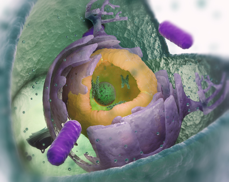 Eukaryotic cell structure