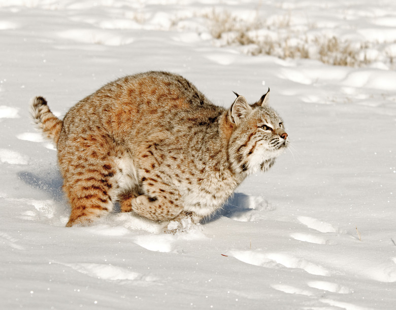 Prowling Bobcat