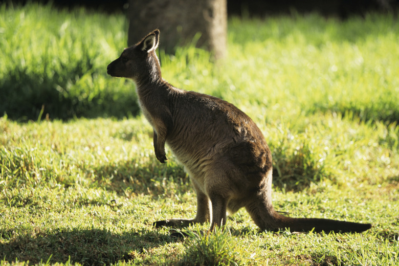 Kangaroo Island kangaroo (Macropus fuliginosus filiginosus), Australia