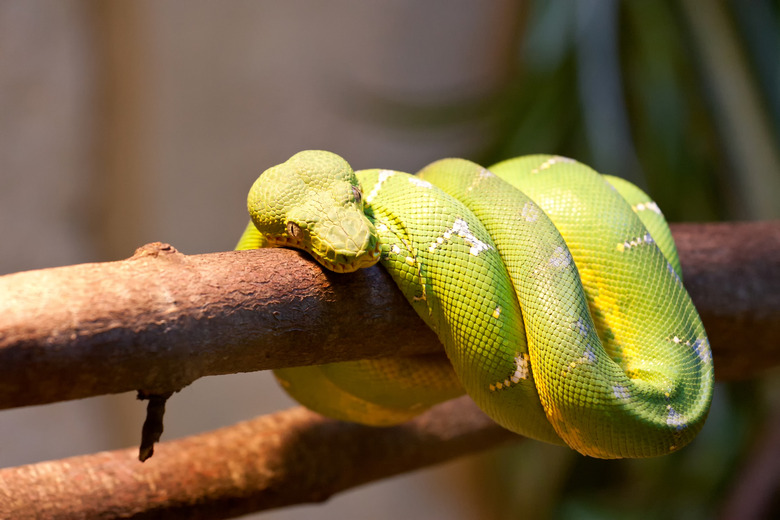 Emerald tree boa.