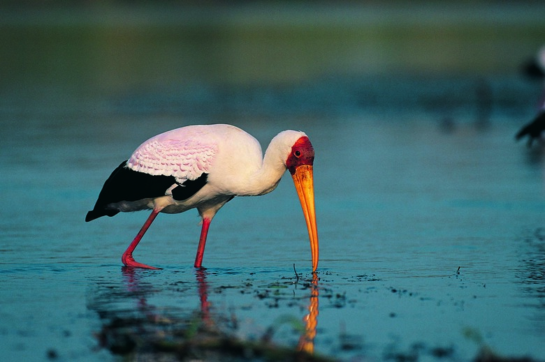 Yellow-billed Stork wading through water to find possible prey (myteria ibis)