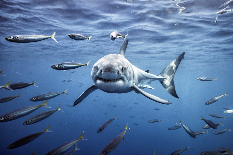 Great White Shark