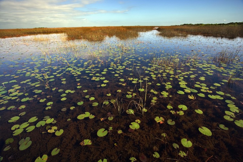 Marshland with lily pads in the Florida Everglades