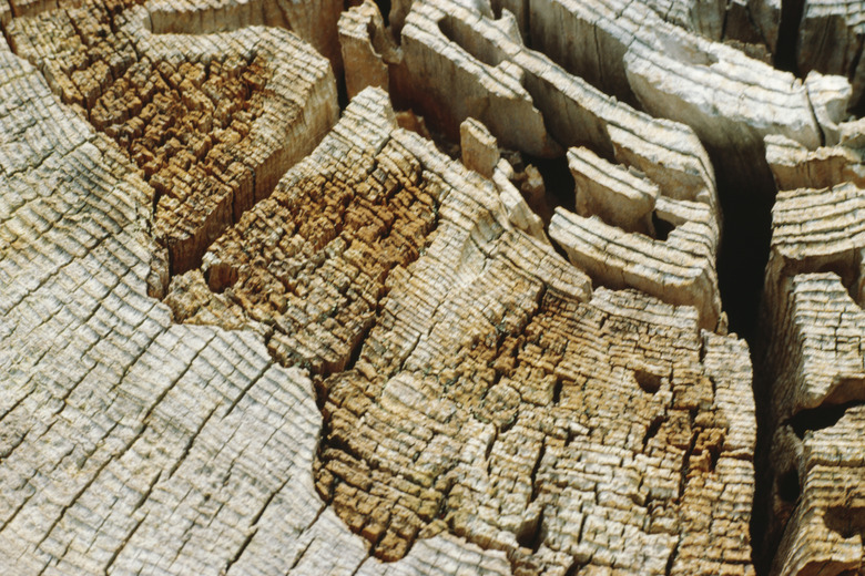 Close-up of cross section of rotten log