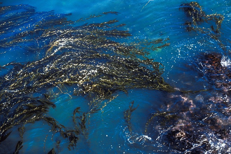 High angle view of kelp in ocean