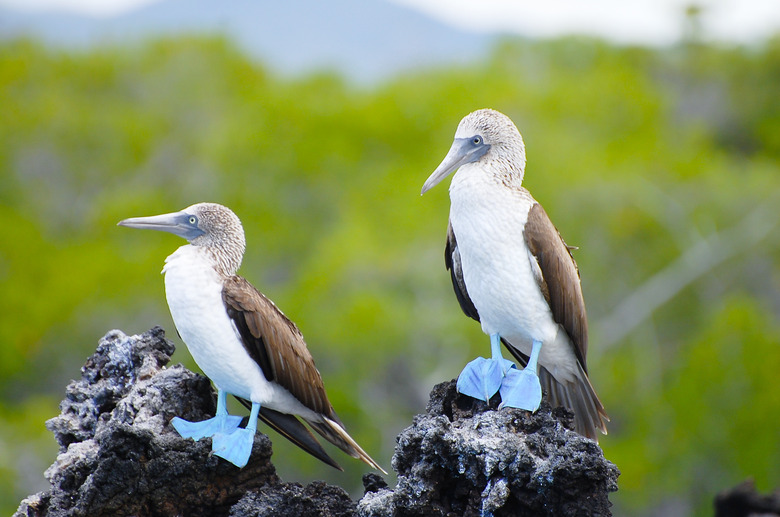 Blue Footed Boobies - Galapagos - Ecuador