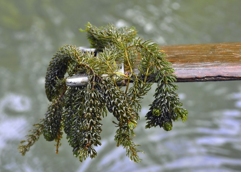 Elodea canadensis