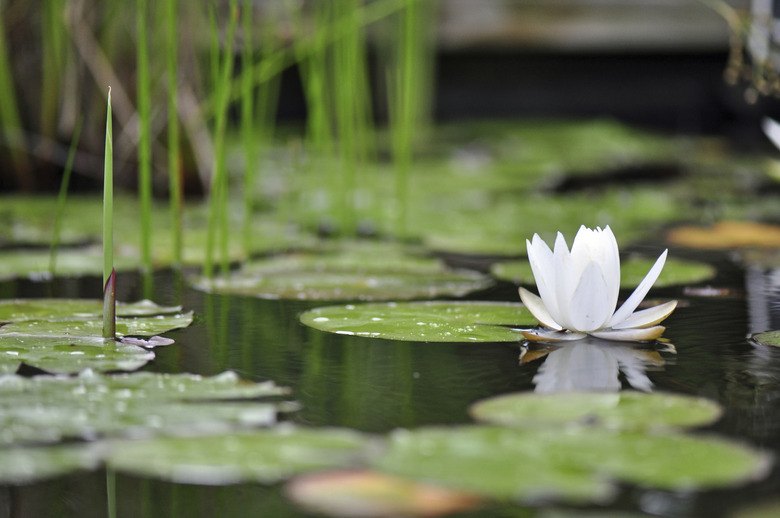 Lily Pads